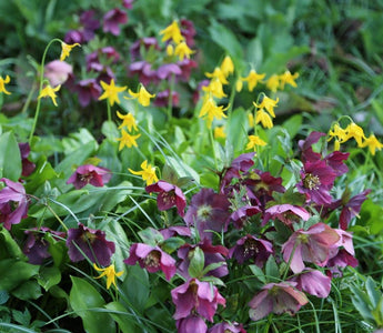 What to plant under trees