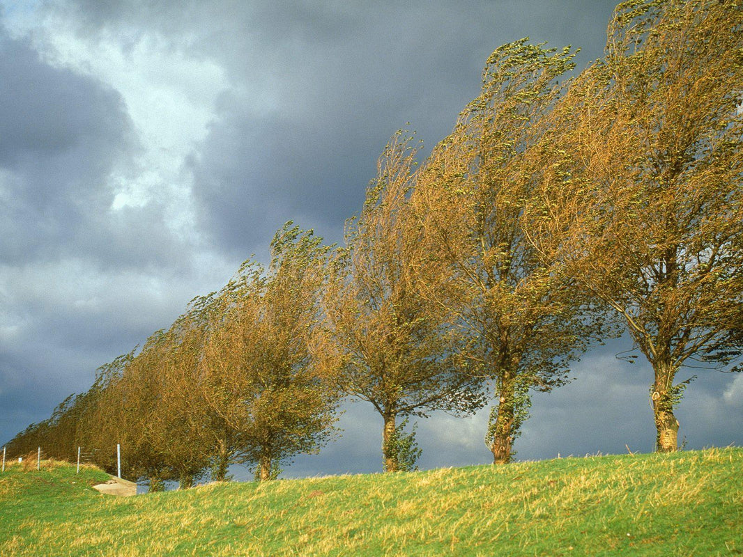 Plants for windbreaks