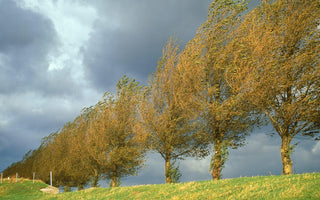 Plants for windbreaks