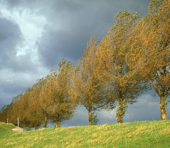 Plants for windbreaks