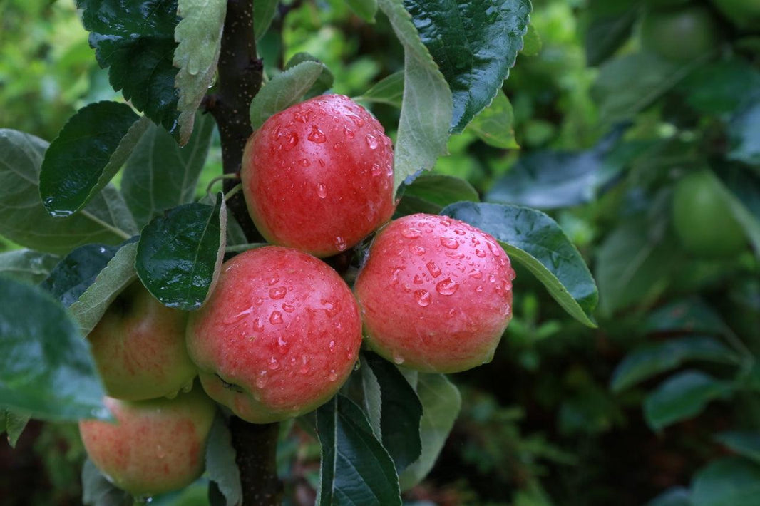 The New Best Apple Trees for Small Gardens; Starline