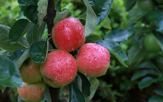 The New Best Apple Trees for Small Gardens; Starline
