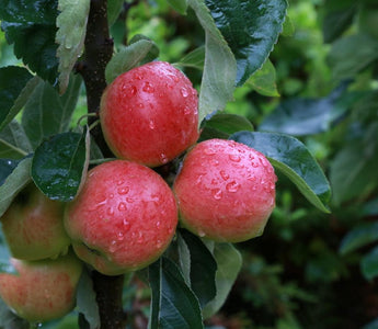 The New Best Apple Trees for Small Gardens; Starline