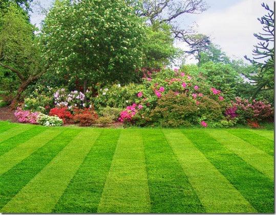 Lawn Care: Spring & Summer
