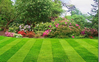Lawn Care: Spring & Summer