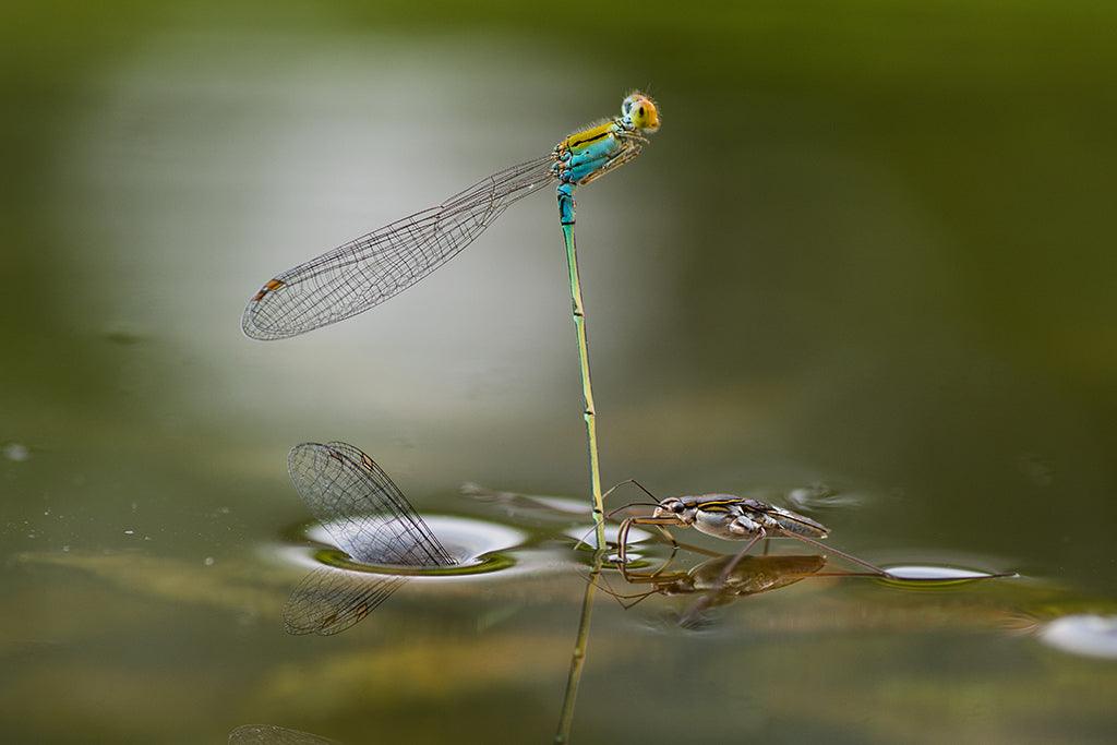 How to take great macro images on a budget