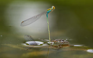 How to take great macro images on a budget