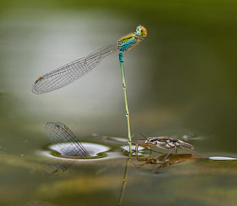 How to take great macro images on a budget