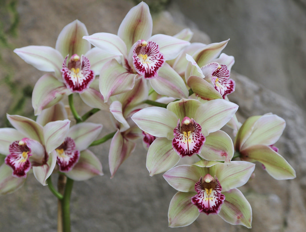 Orchids: More than just a houseplant