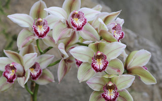 Orchids: More than just a houseplant