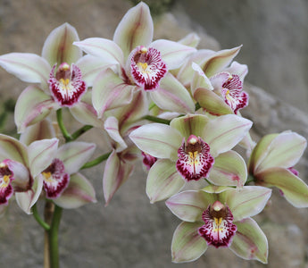 Orchids: More than just a houseplant