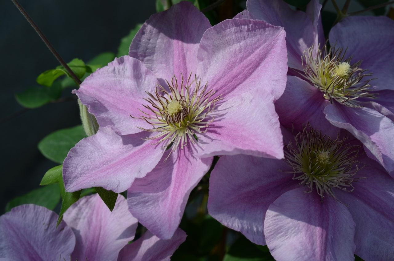 How To Grow Clematis In Containers