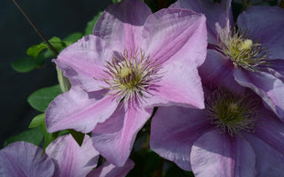 How To Grow Clematis In Containers