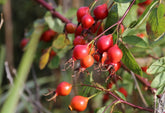 How to grow your own wild bird food
