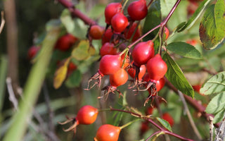 How to grow your own wild bird food