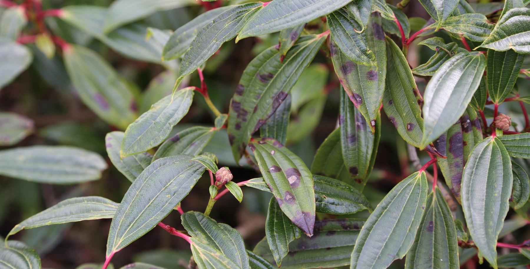 Leaf Spot On Evergreen Shrubs
