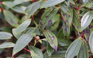 Leaf Spot On Evergreen Shrubs