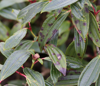 Leaf Spot On Evergreen Shrubs