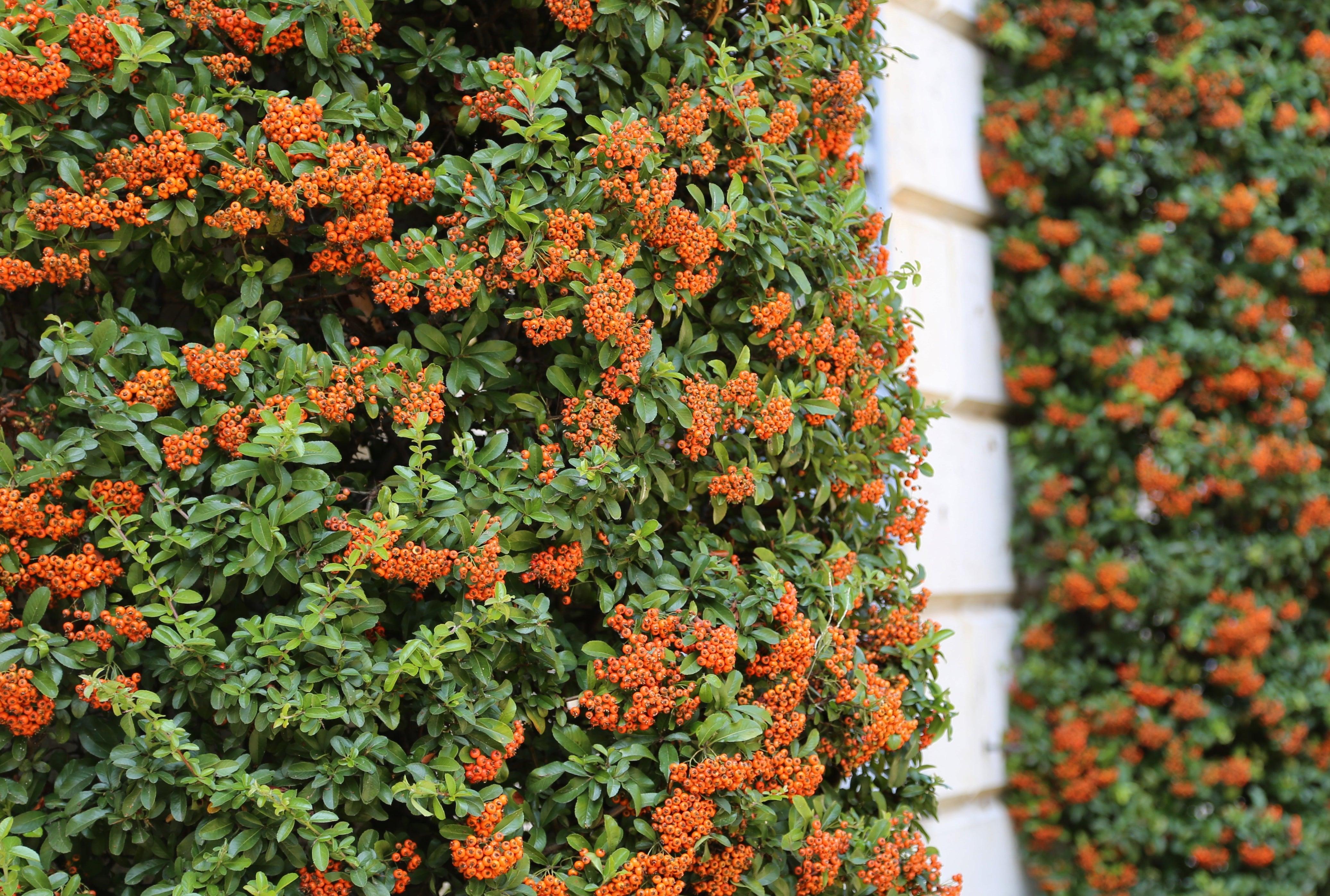 Plants For Shady Walls