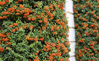 Plants For Shady Walls