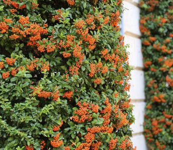 Plants For Shady Walls