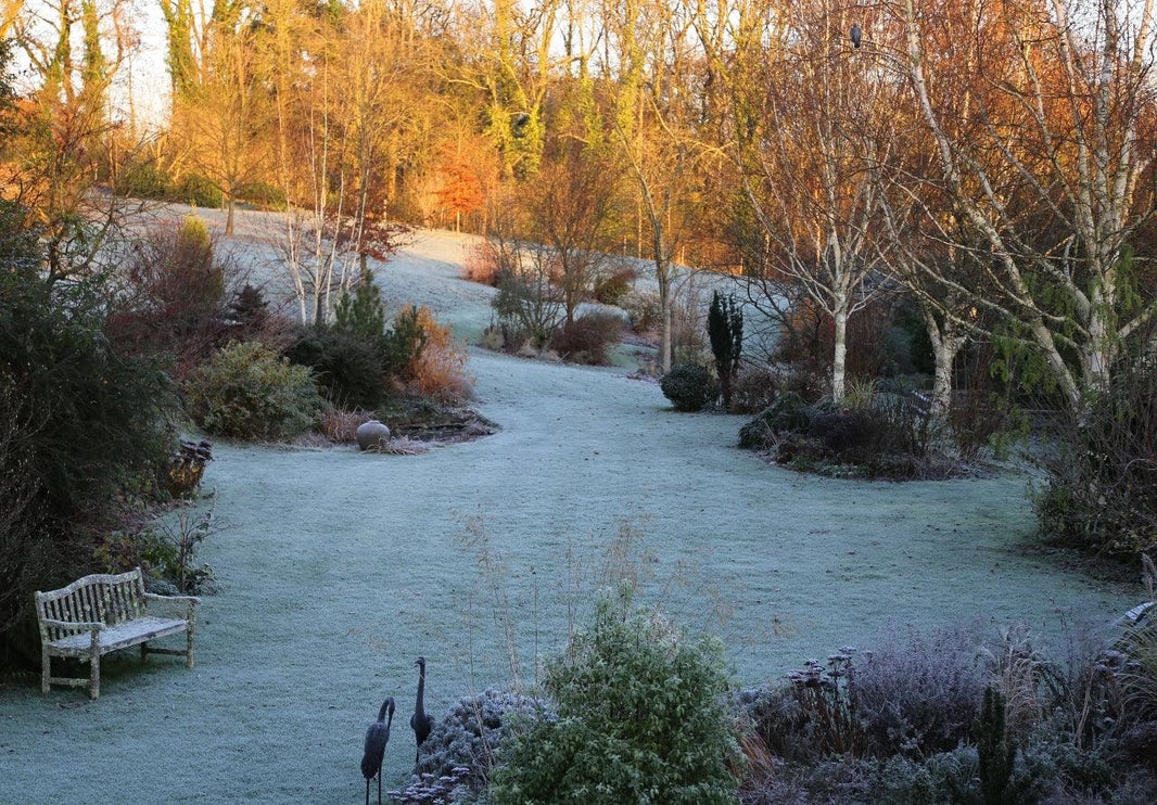 The garden is still there – even though it’s Christmas