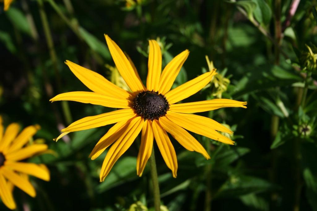 Why You Musn't Hate Yellow Flowers