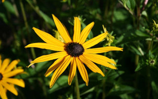 Why You Musn't Hate Yellow Flowers