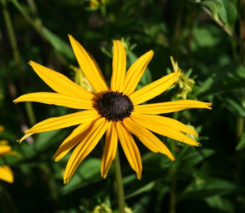 Why You Musn't Hate Yellow Flowers