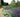 Right Plants: Right Place - Plants Must Thrive Not Just Survive
