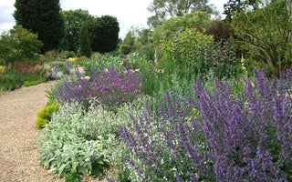 Right Plants: Right Place - Plants Must Thrive Not Just Survive