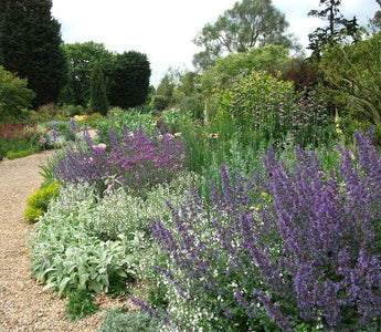 Right Plants: Right Place - Plants Must Thrive Not Just Survive