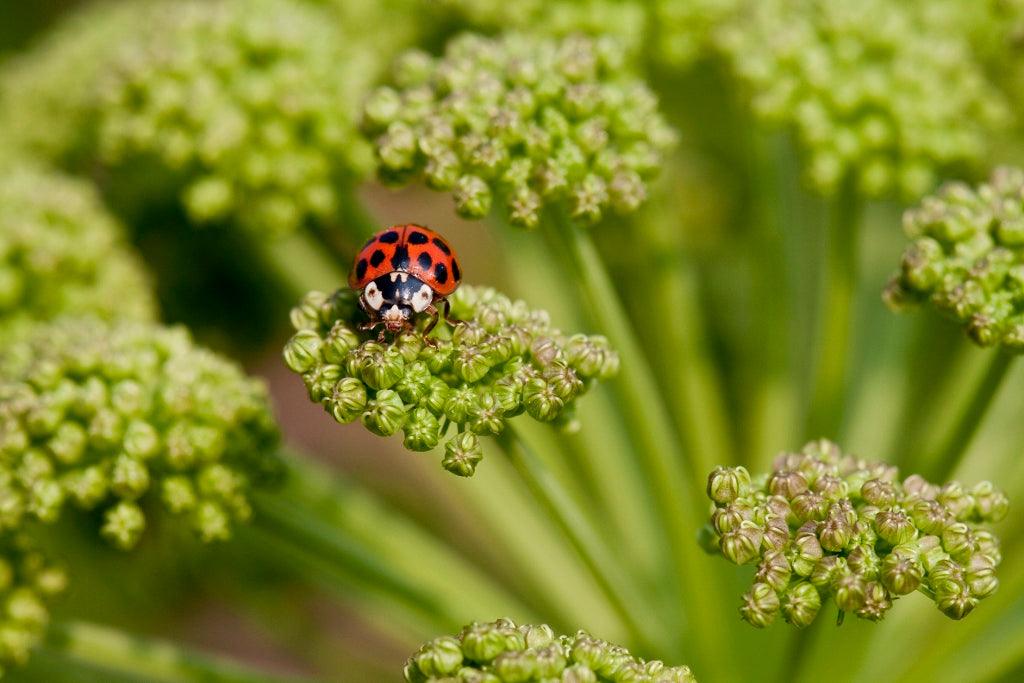 How to Encourage Beneficial Insects in Your Garden