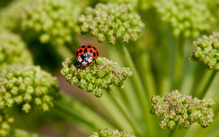 How to Encourage Beneficial Insects in Your Garden
