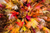 How to Make Leaf Mold