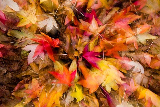 How to Make Leaf Mold