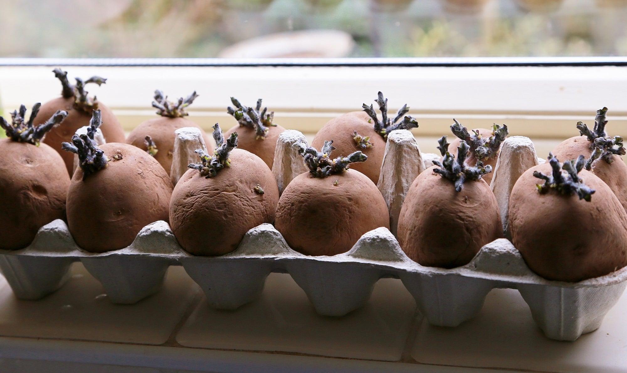 How to Prepare & Plant Seed Potatoes