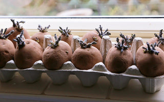 How to Prepare & Plant Seed Potatoes