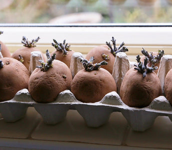 How to Prepare & Plant Seed Potatoes