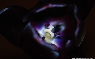 Dark purple delights: 'Black flowers', deep purple foliage, red roses and guilty pleasures.