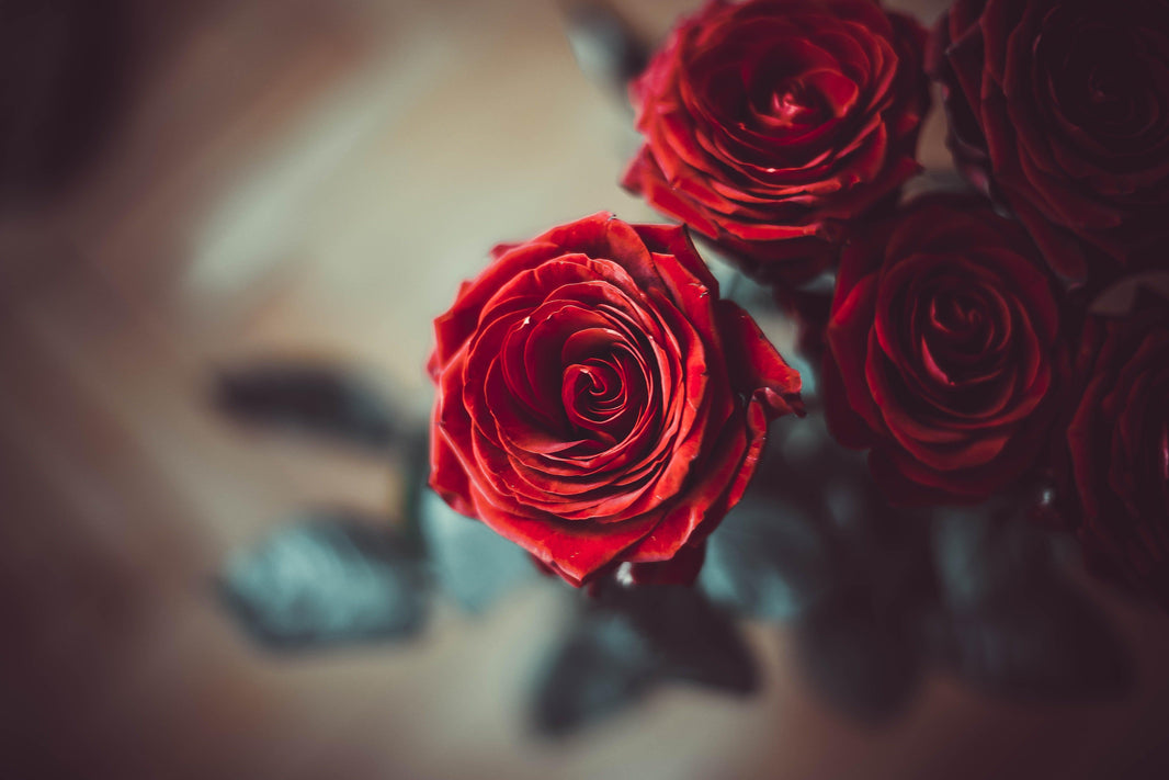 How To Keep Roses Fresh and Beautiful