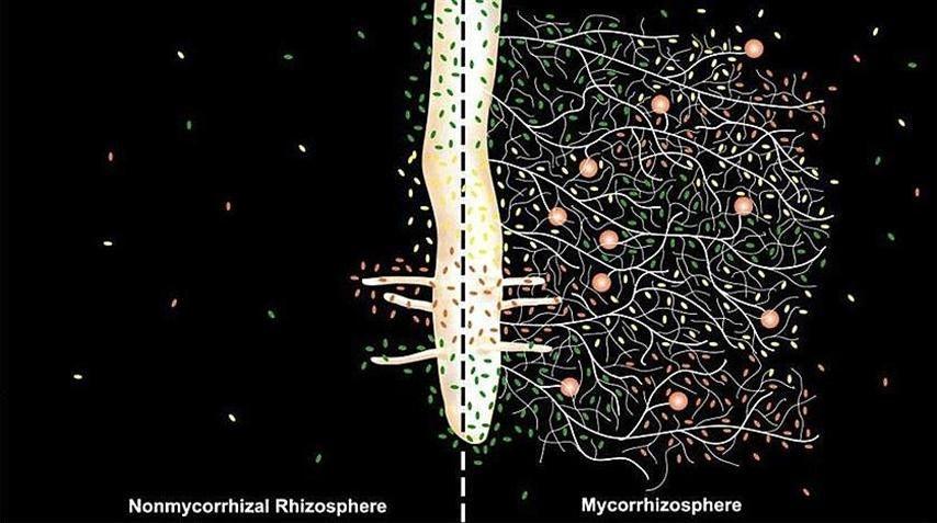 Mycorrhizal Fungi: Get Your Plants Off To A Head Start