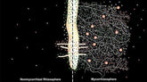 Mycorrhizal Fungi: Get Your Plants Off To A Head Start