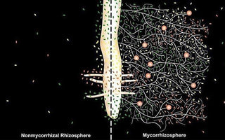 Mycorrhizal Fungi: Get Your Plants Off To A Head Start