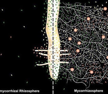 Mycorrhizal Fungi: Get Your Plants Off To A Head Start