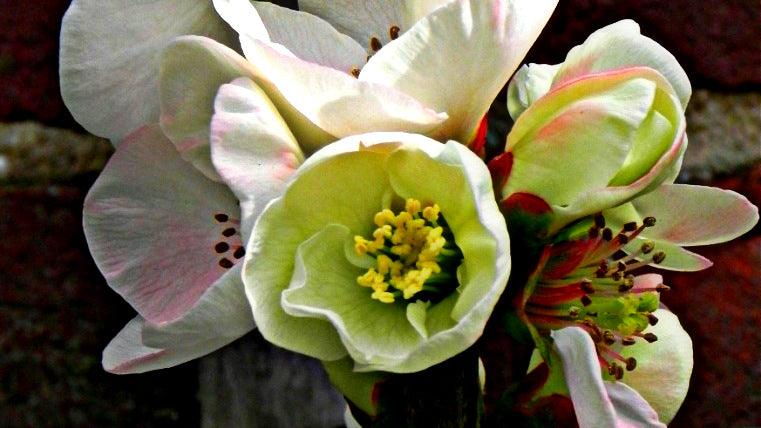 Bring Back Shrubs!  What to plant for early flowers
