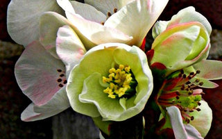 Bring Back Shrubs!  What to plant for early flowers