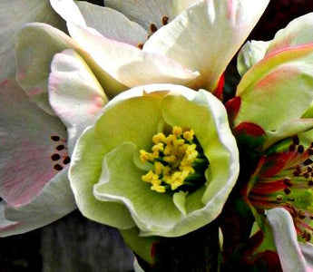 Bring Back Shrubs!  What to plant for early flowers