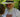 The Laskett Garden; Sir Roy Strong on Gardens