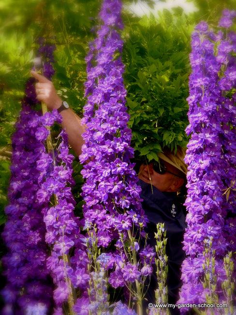 Waterperry Gardens Announce Recordbreaking Delphinium!